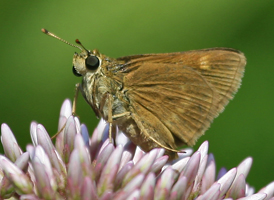 Crossline Skipper